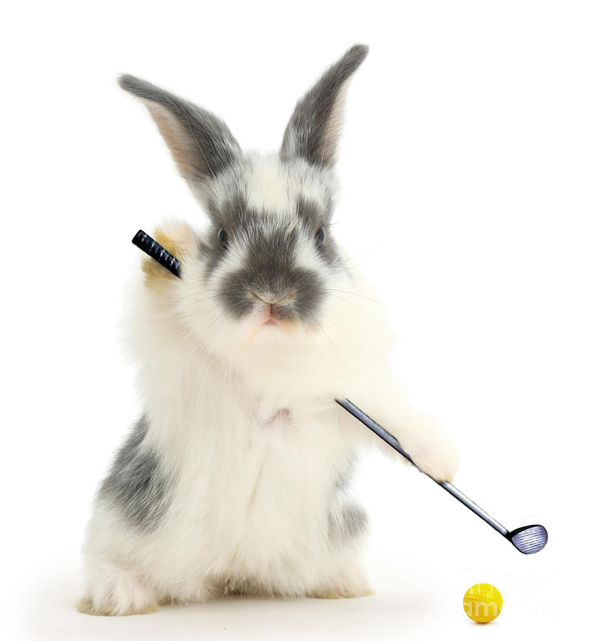 Golfing Bunny Photograph by Warren Photographic