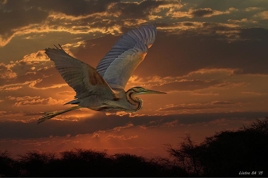 Goliath Heron At Sunset Digital Art by Larry Linton