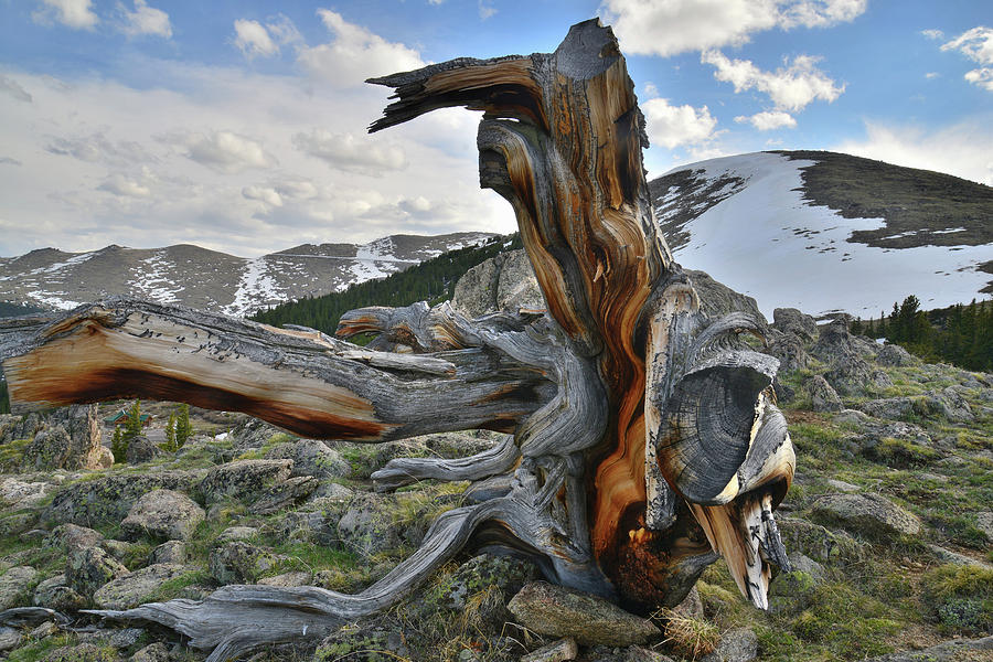 Goliath Natural Area Bristlecone Photograph by Ray Mathis