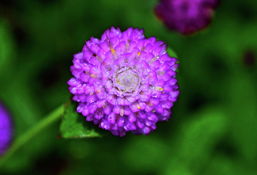 Gomphrena - Globe Flower 005 Photograph by George Bostian