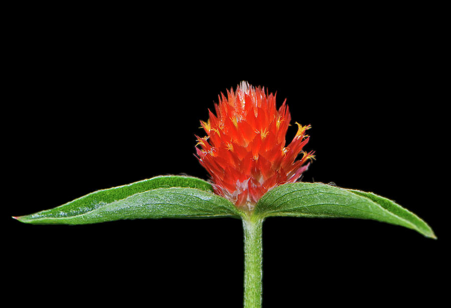 Gomphrena - Globe Flower 008 Photograph by George Bostian