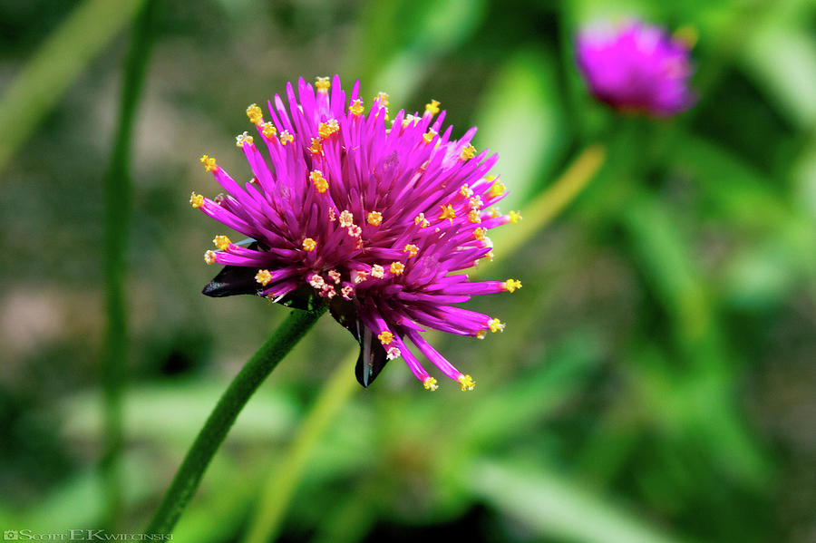 Gomphrena Globosa 'Fireworks' Photograph by Scott Kwiecinski - Fine Art ...