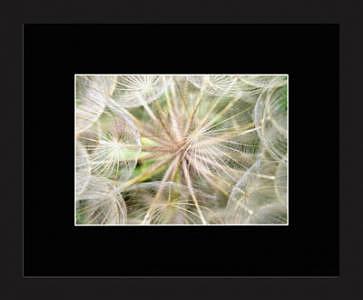 Goats Beard Photograph - Gone To Seed by Brooke Chao Goats Beard Photograph - Gone To Seed by Brooke Chao