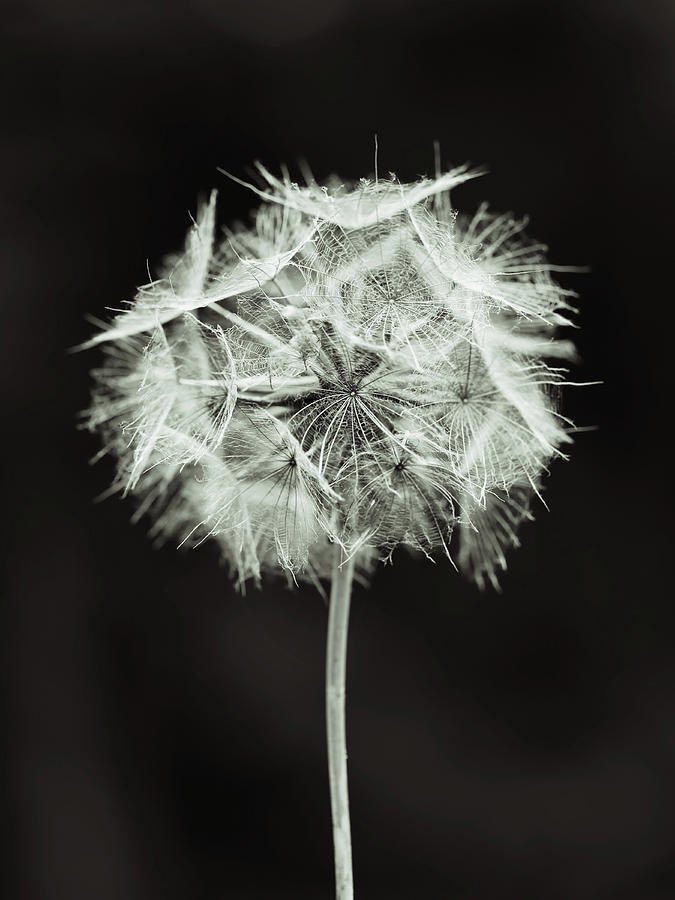 Tragopogon Photograph - Gone to Seed by Brooke T Ryan