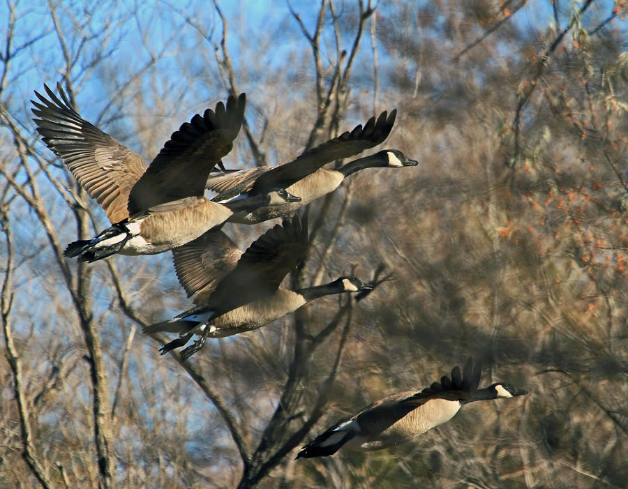 Geese Photograph - Gone With the Wings by Donna Kennedy