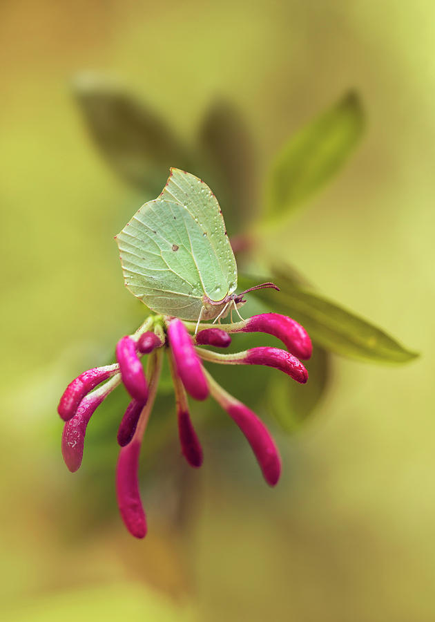 Gonepteryx rhamni butterfly on Lonicera Photograph by Jaroslaw Blaminsky