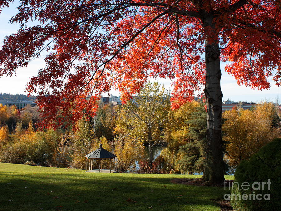 Spokane Photograph - Gonzaga with Autumn Tree Canopy by Carol Groenen