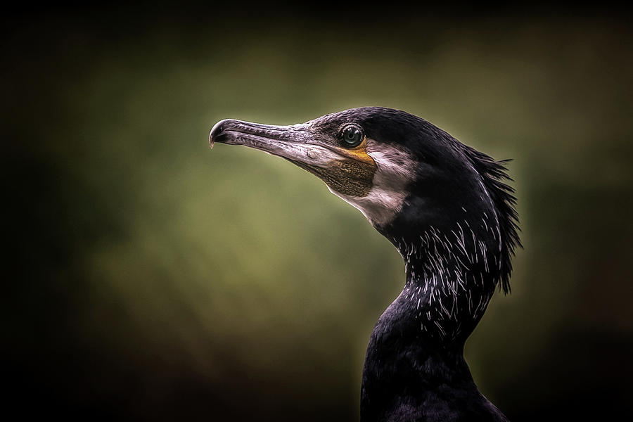 Gonzo the cormorant Photograph by Hans Zimmer
