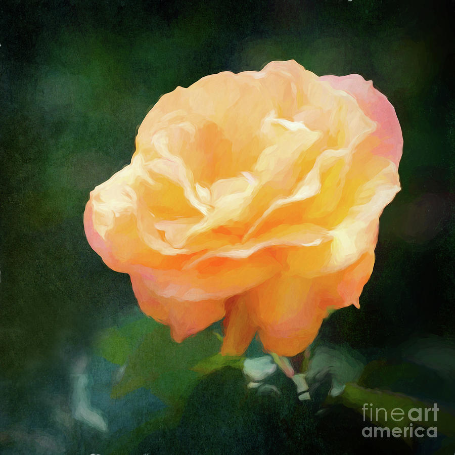 Good As Gold Painted Rose Photograph