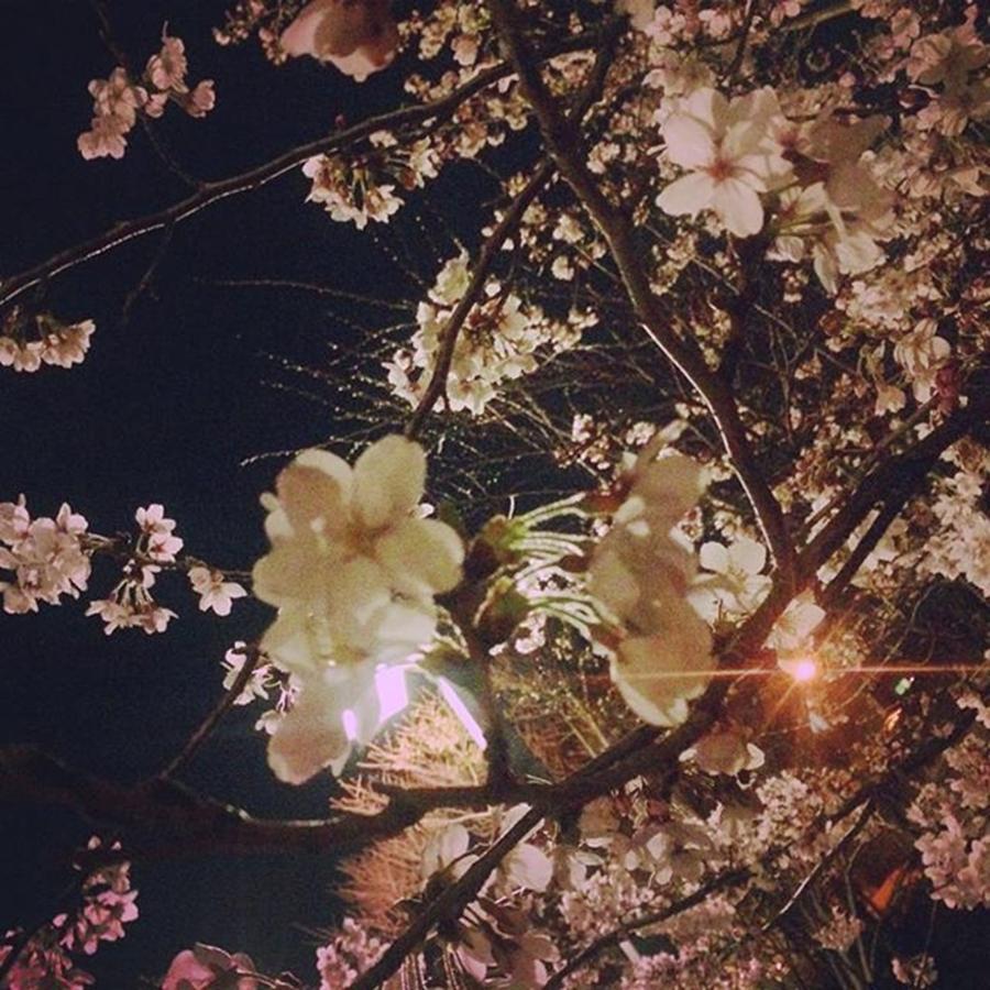 Cherryblossom Photograph - Good Bye March 
hello April by Shizu Hagiwara