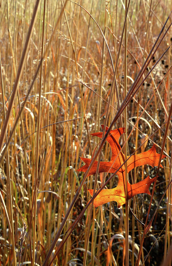 Good Catch - Oak Leaf Caught by Grasses in Glacial Park Photograph by Ray Mathis