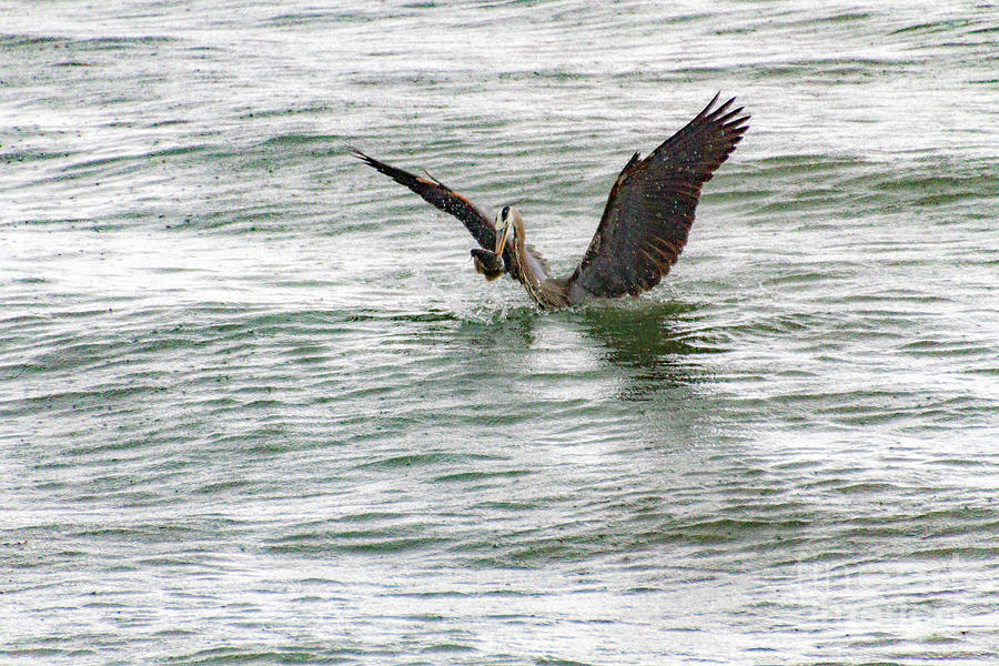 Heron Photograph - Good Catch by William Norton