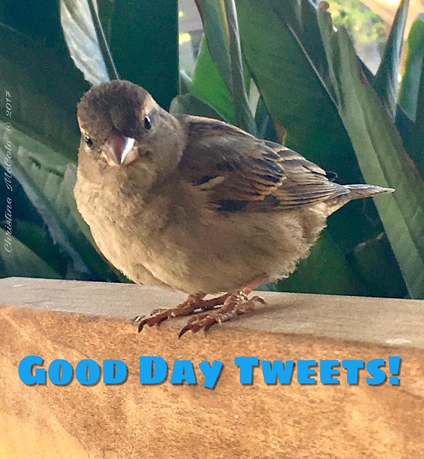Good Day Tweets Photograph by Christine McCole