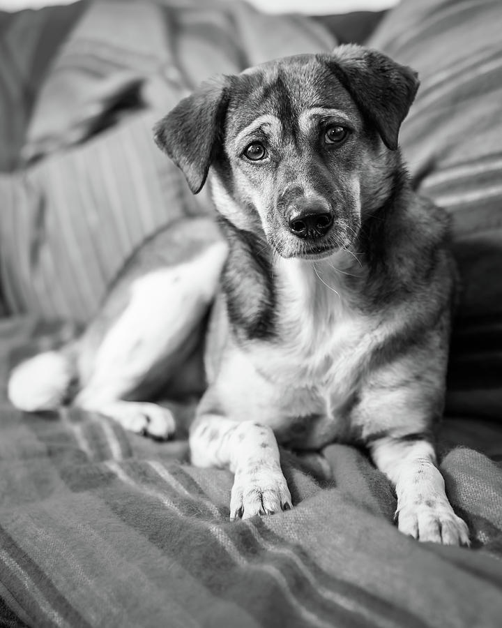 Good Dog Photograph by Corey O'Hara - Fine Art America