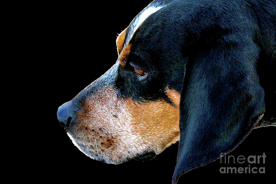 Dog with Chicago Cubs Collar Photograph by Laura Birr Brown - Fine