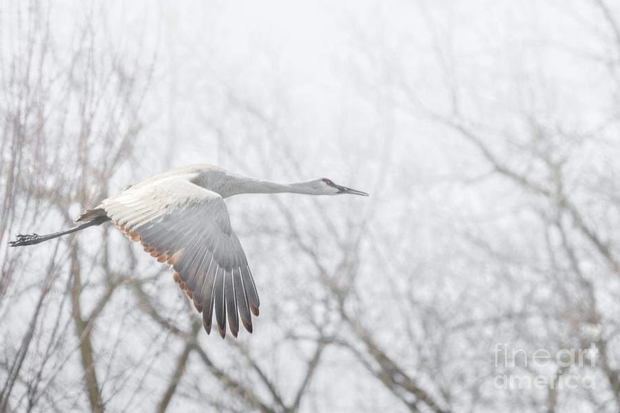 Crane Photograph - Good Foggy Morning to You by Nikki Vig