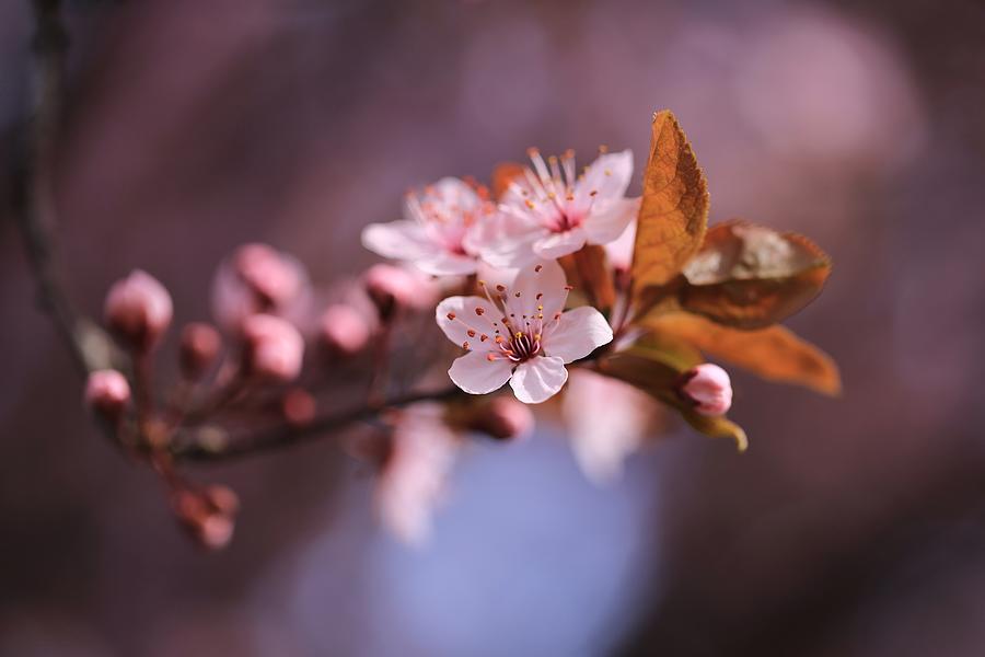 Good Friday blossoms Photograph by Lynn Hopwood