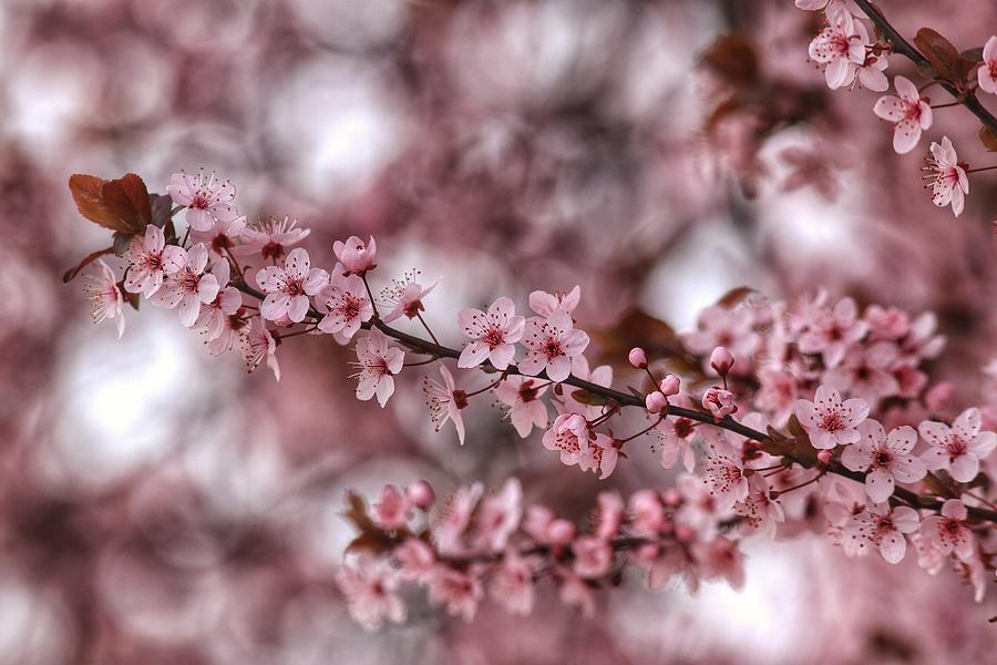Good Friday cherry blossoms Photograph by Lynn Hopwood
