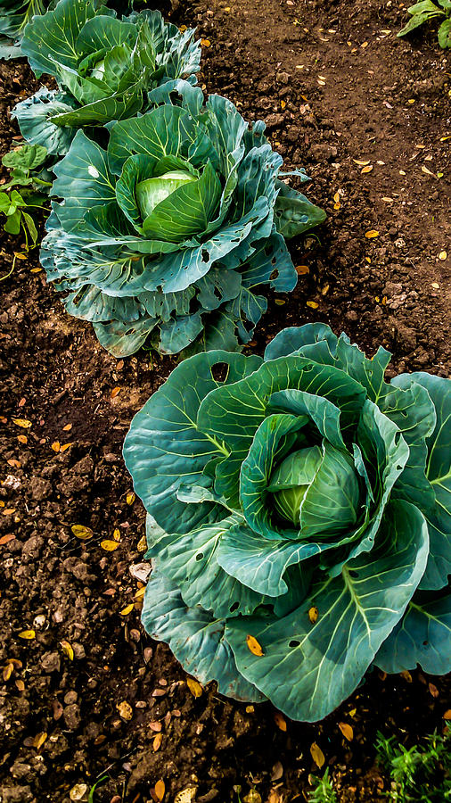 Food Photograph - Good Greens by Noun Images Food Photograph - Good Greens by Noun Images