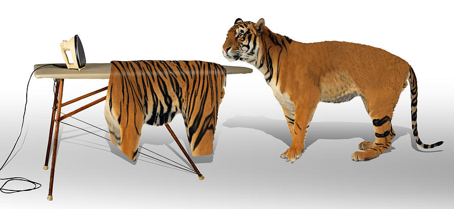 Bengal Tiger Digital Art - Good Grooming by Barroa Artworks