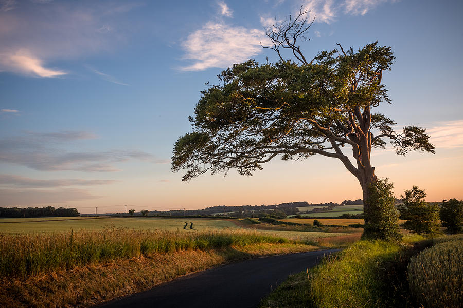 Sunset Photograph - Good looking tree by Ian Hufton