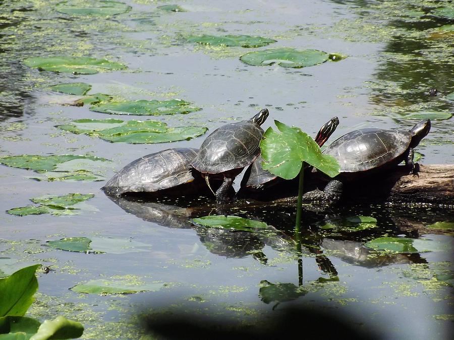 Good Luck Turtles Photograph by Rodney Robertson - Fine Art America