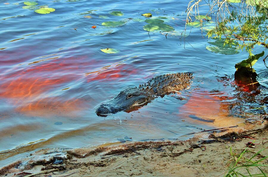 Good Morning Alligator Photograph by Cynthia Guinn