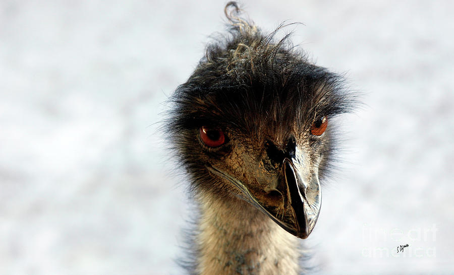 Ostrich Photograph - Good Morning Beautiful  by Steven Digman