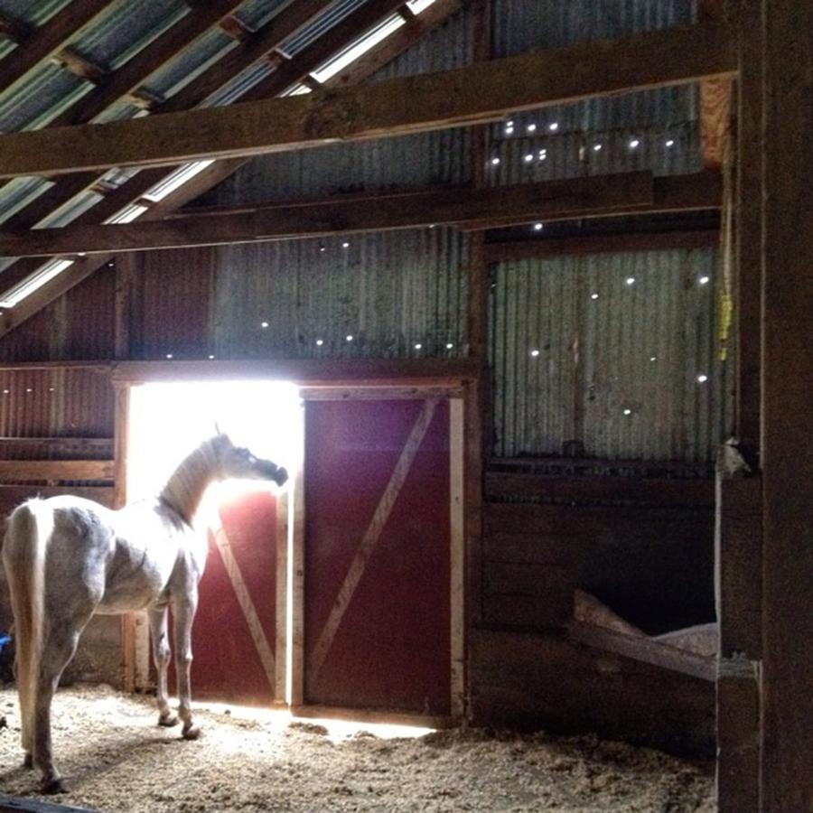 Horse Photograph - Good Morning, Cisco...hard To Believe by Blenda Studio