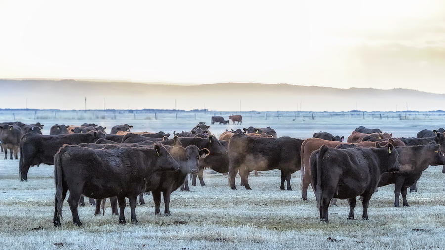 Good Morning Cows Photograph by Belinda Greb