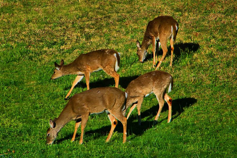 Good Morning Deer Photograph By Kathryn Meyer