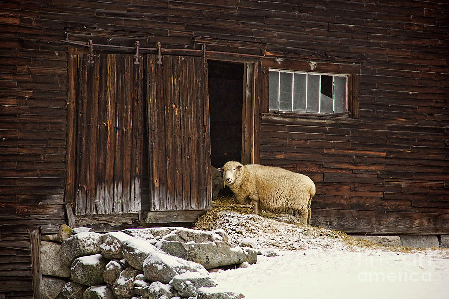 Sheep Photograph - Good Morning by Diana Nault Sheep Photograph - Good Morning by Diana Nault