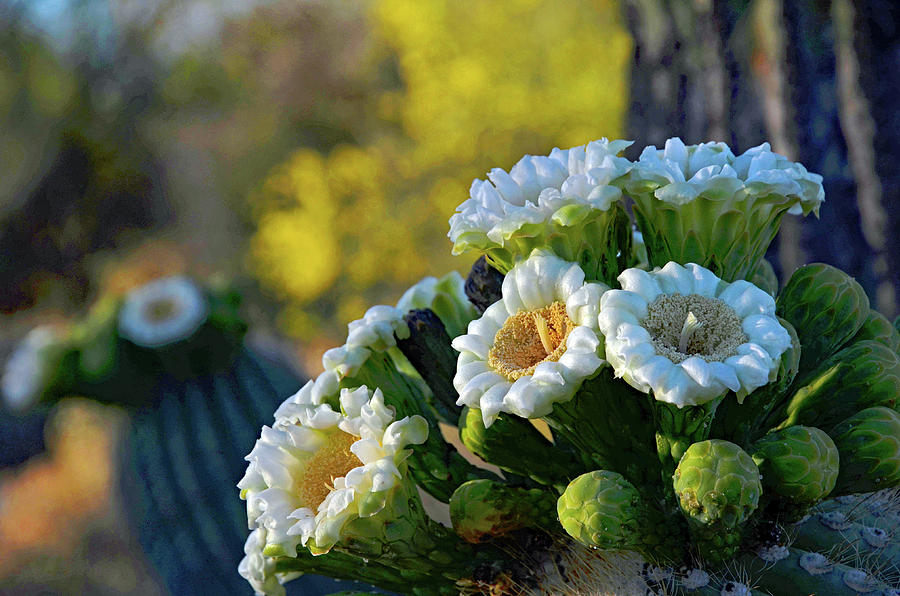 Flower Photograph - Good Morning Flowers by Hazel Vaughn