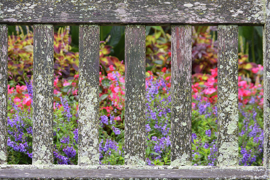 Good Morning Garden Bench Photograph by Pic Michel