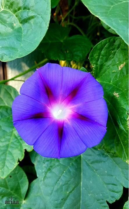 Good Morning Glory Photograph by Ariaa Jaeger - Fine Art America