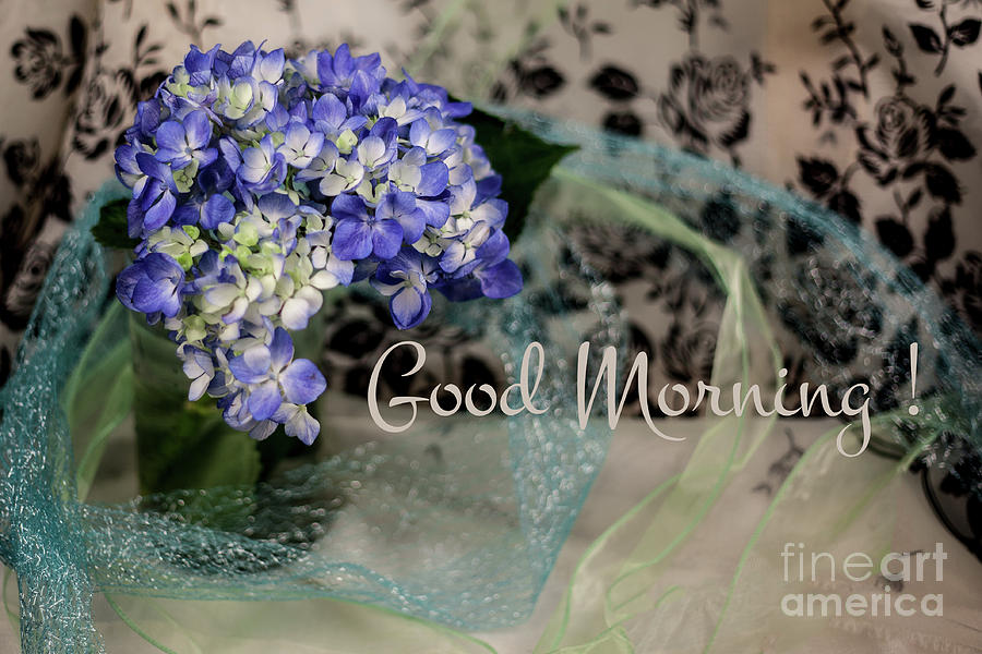 Good Morning Hydrangea Photograph