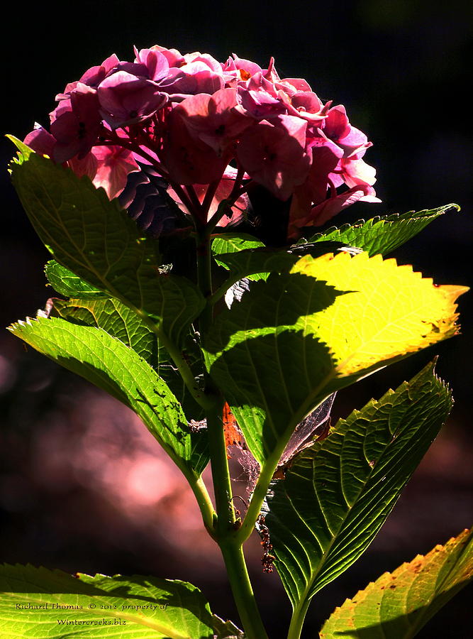  Good Morning Hydrangea Photograph by Richard Thomas