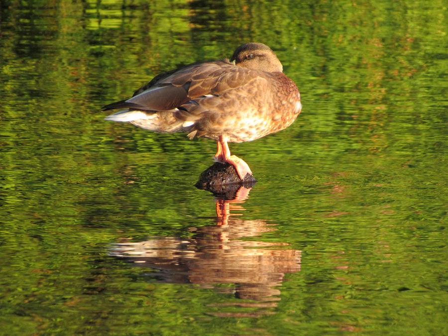 Duck Photograph - Good Morning by Julie Pacheco-Toye
