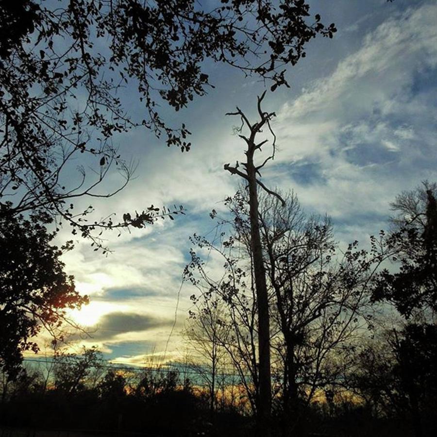 Tree Photograph - Good Morning My Beautiful by Cheray Dillon