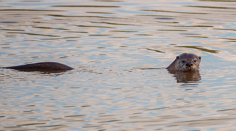Wildlife Photograph - Good Morning Otter by Loree Johnson