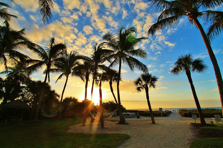 Good Morning Paradise Photograph by Catie Canetti