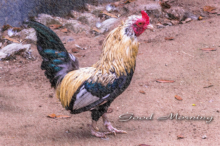 Good Morning Rooster Photograph by Leticia Latocki