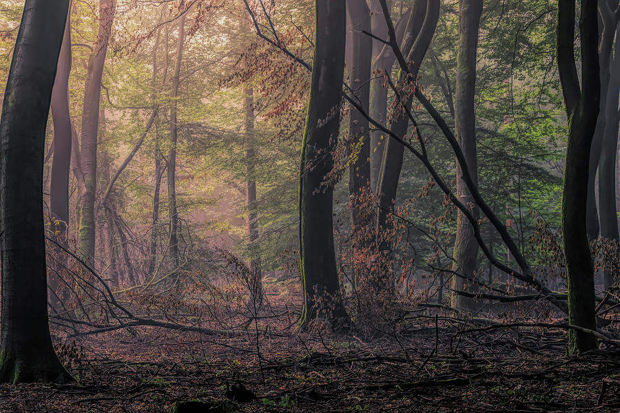 Good morning Speulderbos Photograph by Tim Abeln