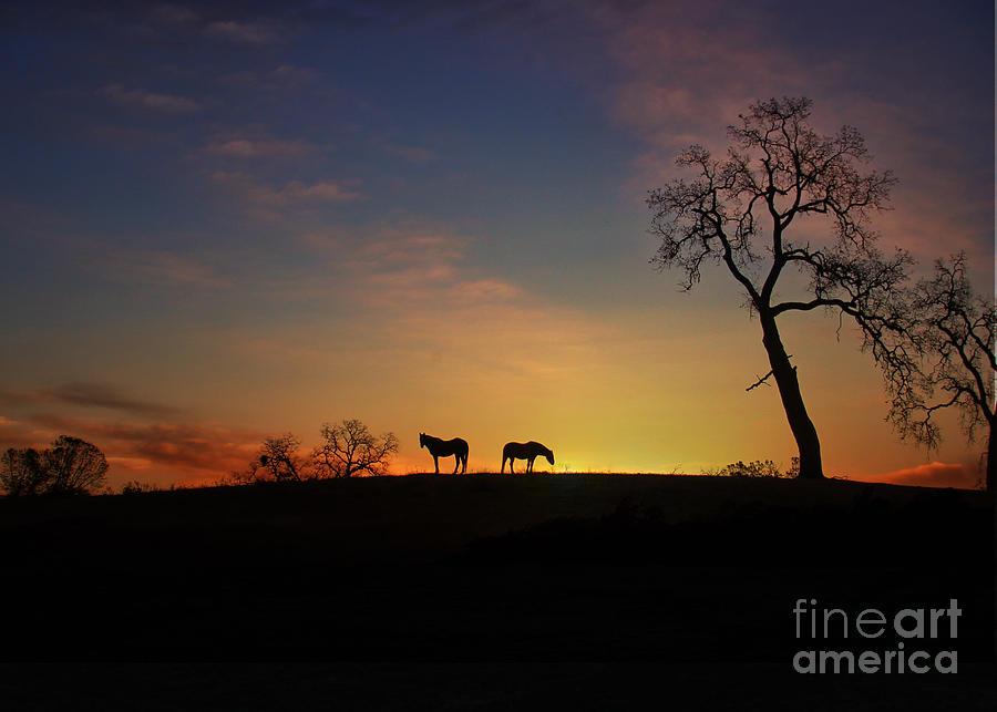 Horse Photograph - Good Morning Central Coast of California by Stephanie Laird