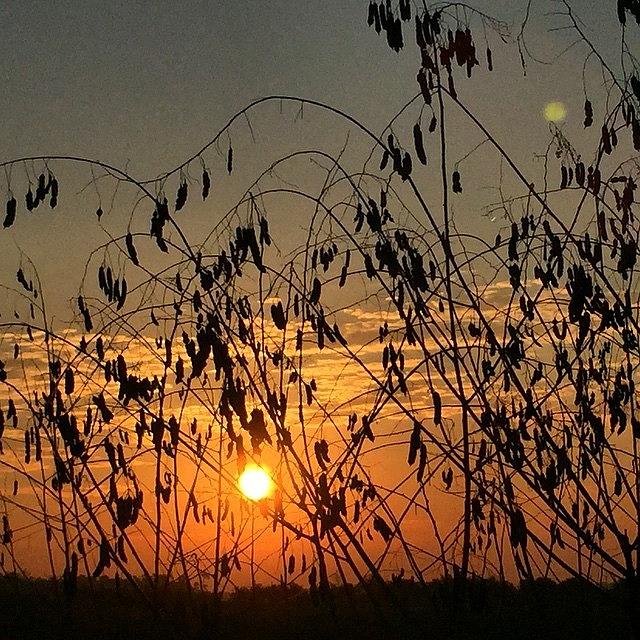 Silhouette Photograph - Good Morning #sunrise #morning by Joan McCool