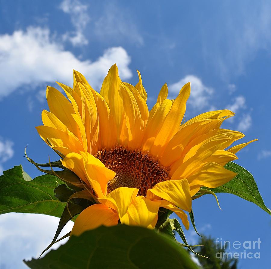Nature Photograph - Good Morning Sunshine 2 by Lisa  Telquist