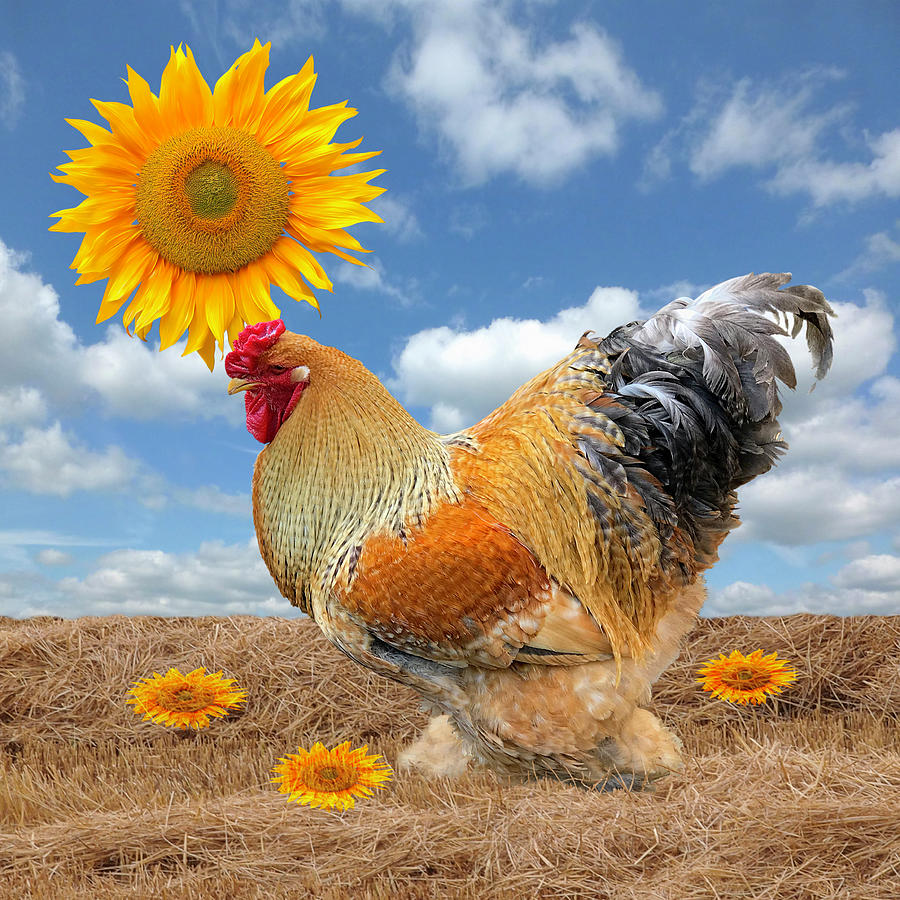Good Morning Sunshine Rooster With Sunflower Photograph by Gill Billington