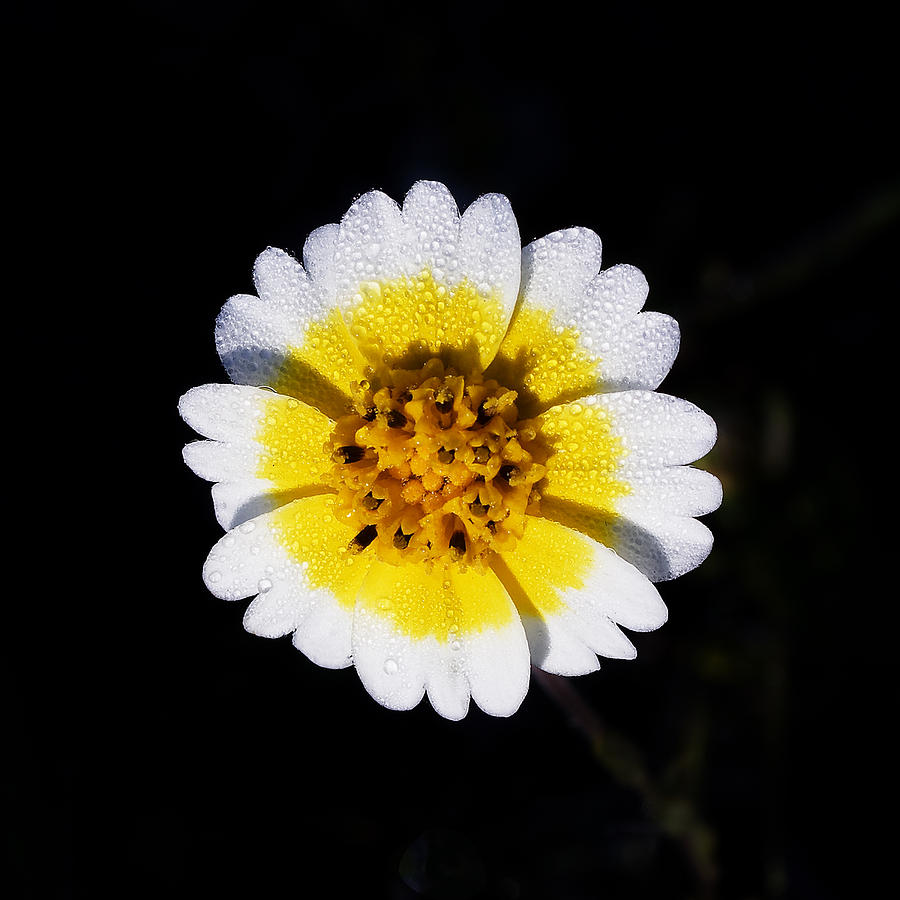 Good Morning, Sunshine -- Tidy-Tip Wildflower near San Simeon, California Photograph by Darin Volpe