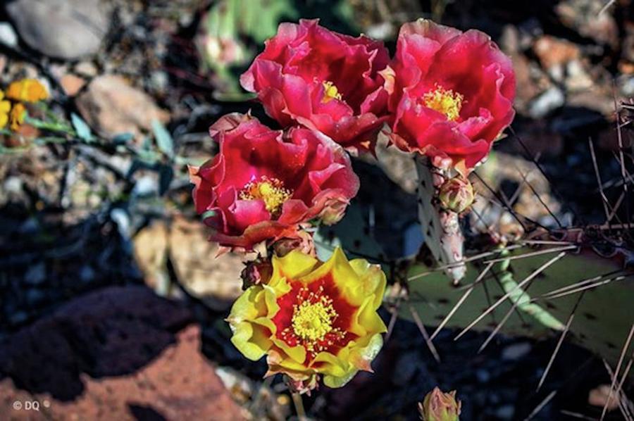 Nature Photograph - Good Morning. The Cacti Are Blooming At by David Quillman
