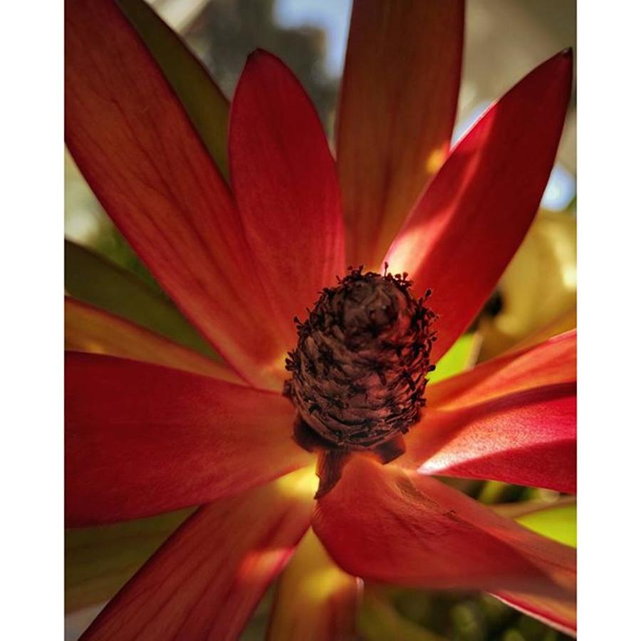 Floral Photograph - Good Morning. This Remnant From Our by Craig Szymanski